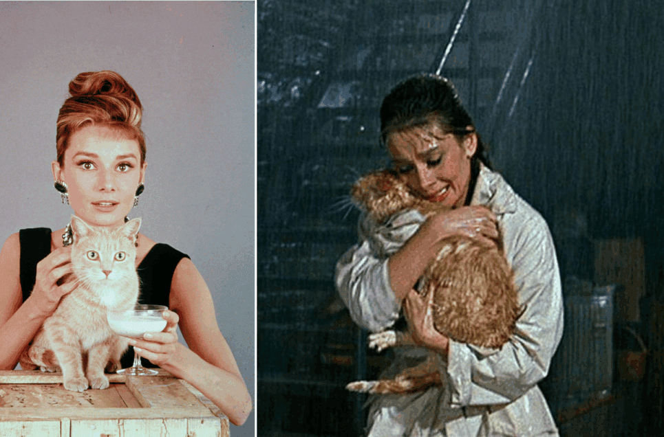 Unforgettable Animal Stars: 28 Screen Legends That Captivated Us