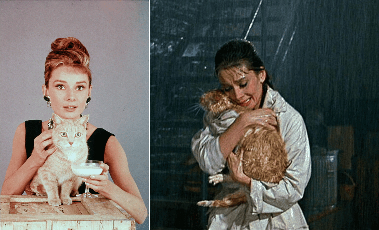 Unforgettable Animal Stars: 28 Screen Legends That Captivated Us