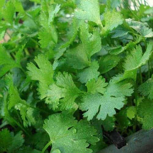 3. Cilantro Tastes Like Soap