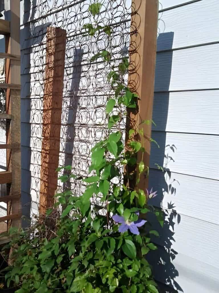 Garden Trellis From Broken Bed Springs