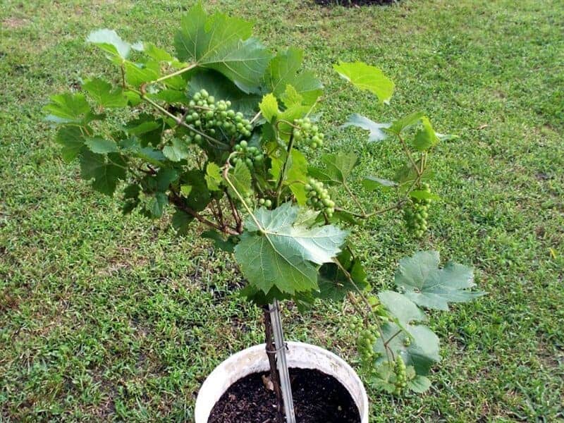 Grow Grapes On Your Patiodeckback Yard X5