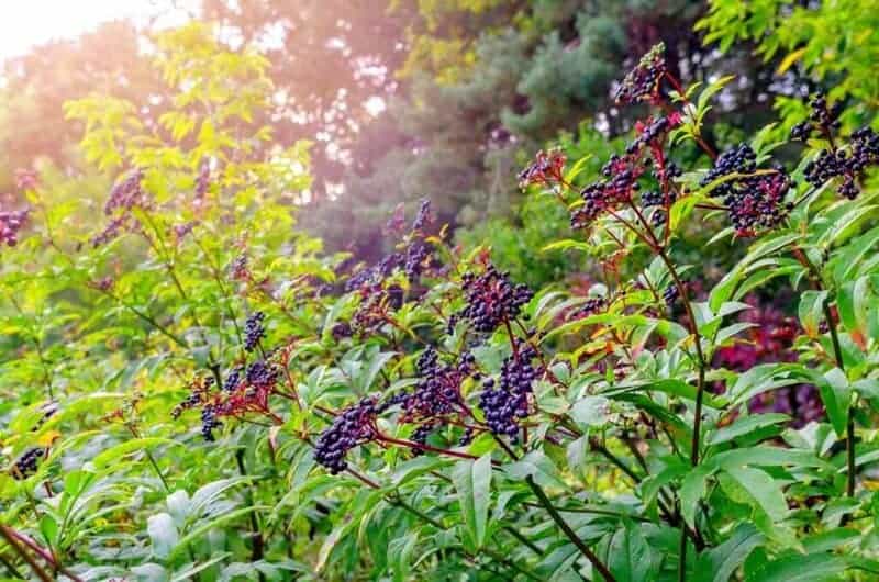 Growing Elderberries 1024x678