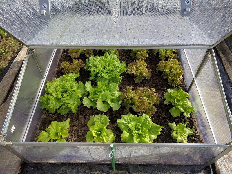 Mini greenhouse 1890254 960 720