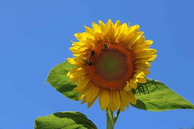 5. Sunflower (Helianthus annuus)