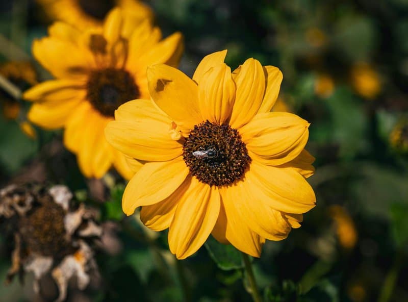 12 Gorgeous Flowers That Bees, Butterflies, and Hummingbirds Can’t Resist
