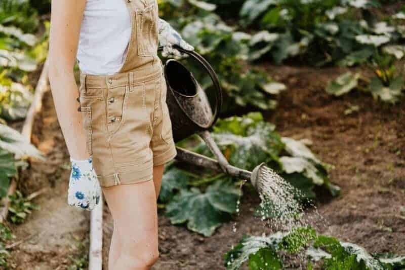 9. Maintaining Your Asparagus Patch