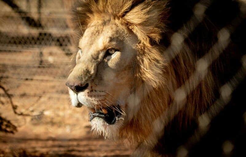5. Leo