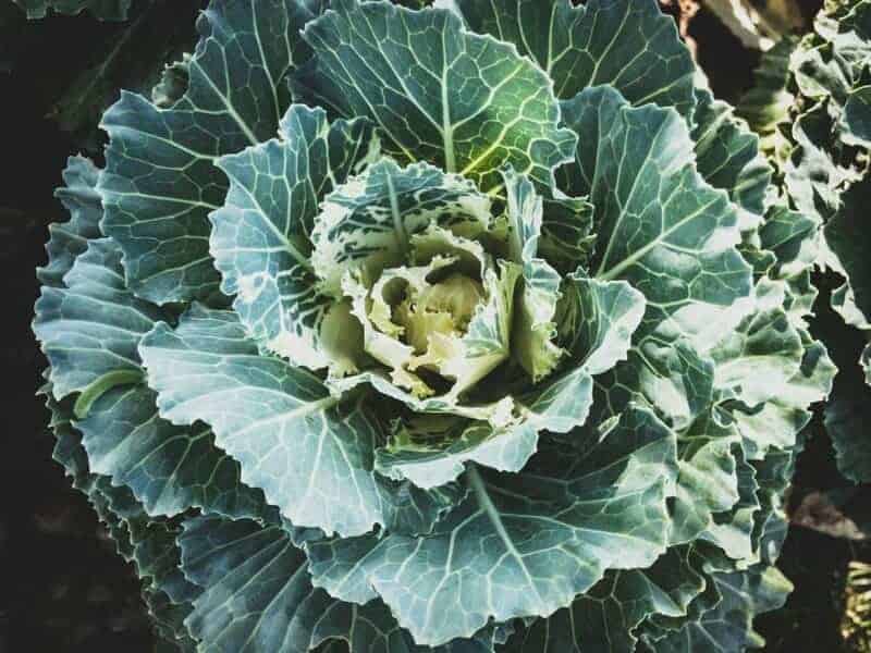 8. Kale