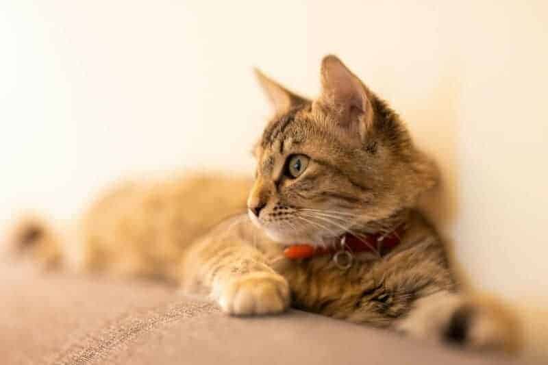 4. Milo