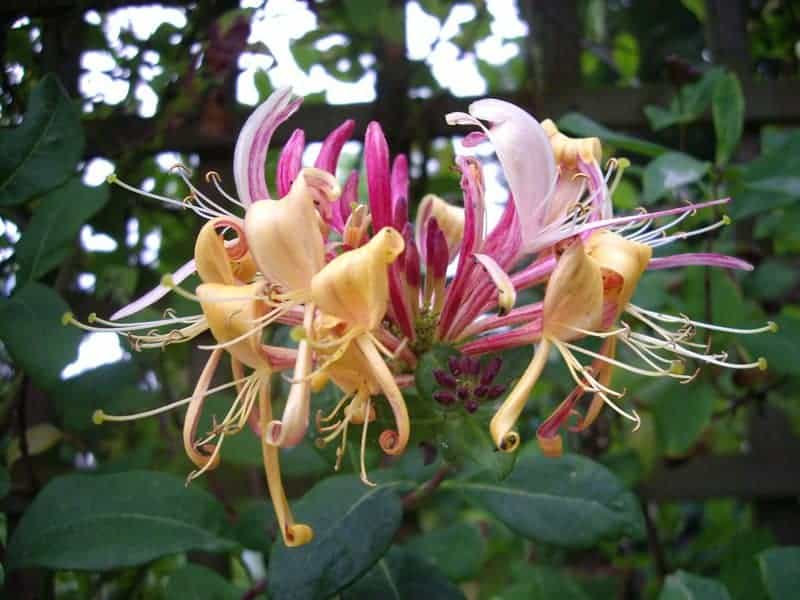 2652605336 4e2e5512d5 b