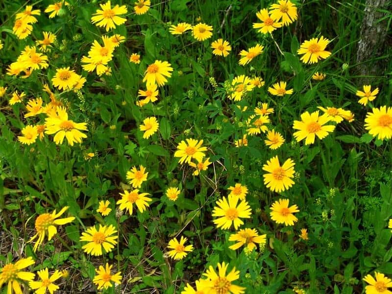 4575100971 61d7b628e3 b