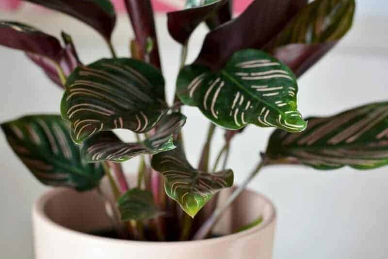 13. Calathea
