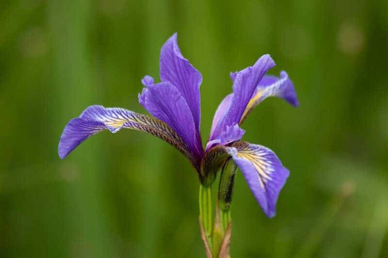 Blue flag iris