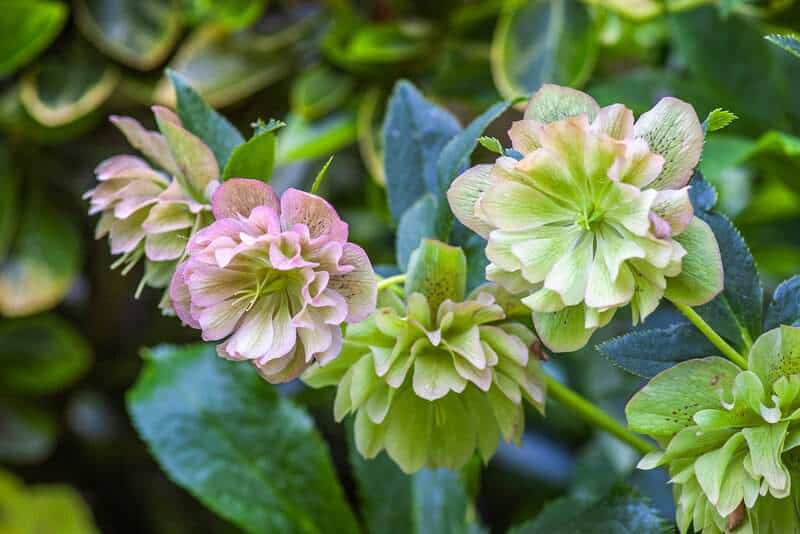 Experts Reveal the 29 Plants That Thrive the BEST in Shady Yards