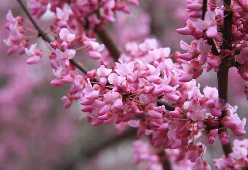 Cercis canadensis redbud mid profuse