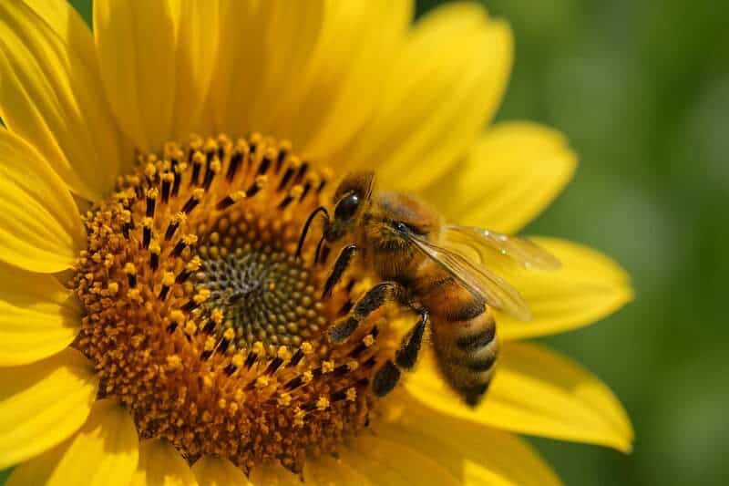 The Rise of Pollinator-Friendly Gardens: 26 Plants to Support Your Local Ecosystem