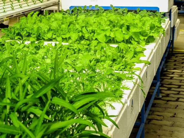 Hydroponic farm 1531760236zgp