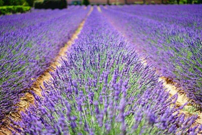 10. Lavender
