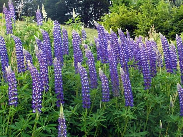Lupins 376470 640