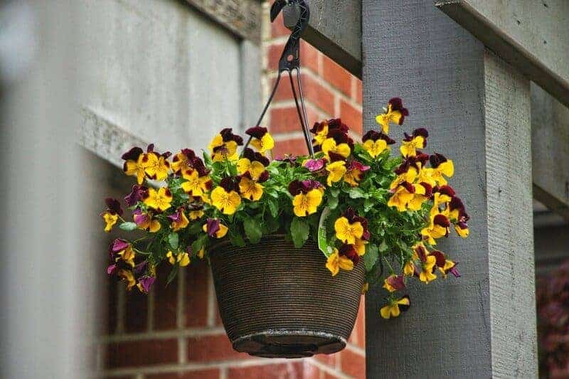 3. Pansy
