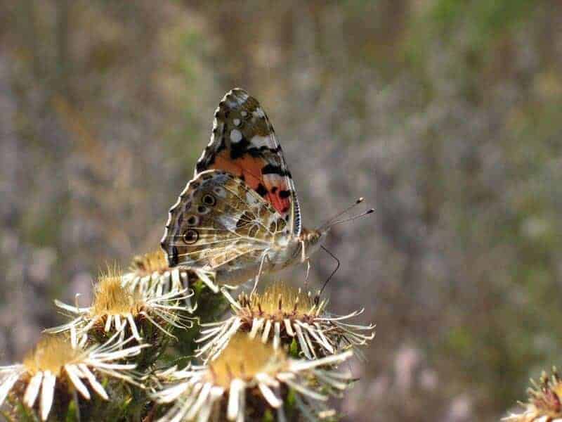 7. Pollinator-Friendly Spaces