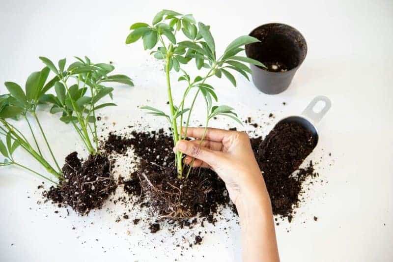 15. Transplant Propagated Plants Carefully