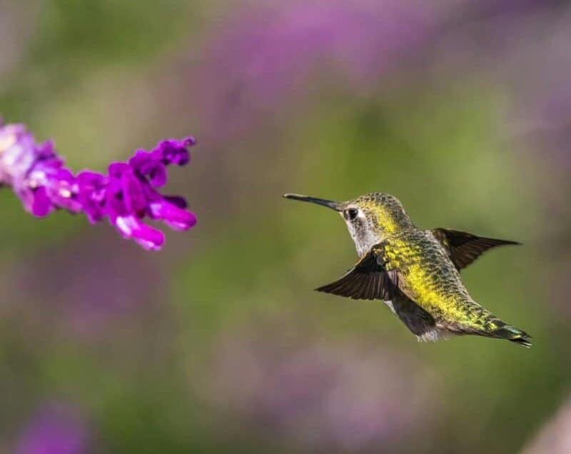The Fastest-Growing Flowers That Attract Colorful Hummingbirds