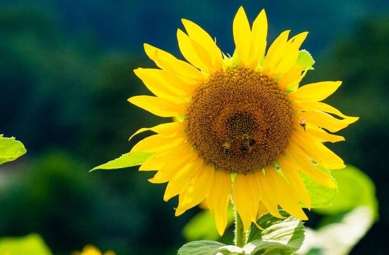 7. Sunflower (Helianthus annuus)