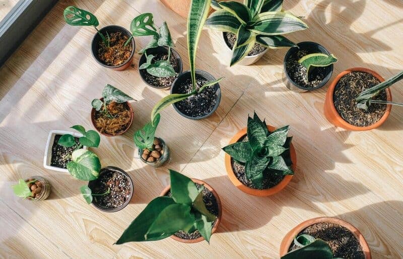 15. Real vs. Artificial Houseplants