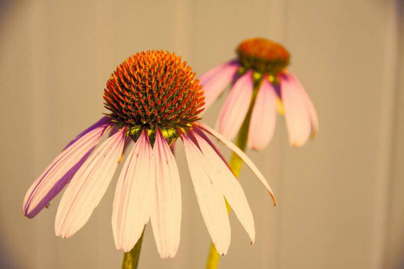 2. Coneflower (Echinacea spp.)
