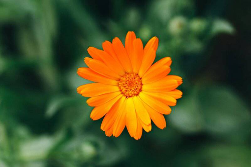 2. Calendula