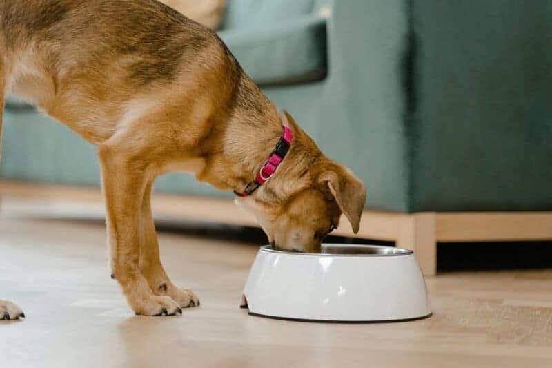 11. Designer Water Bowls for Pets