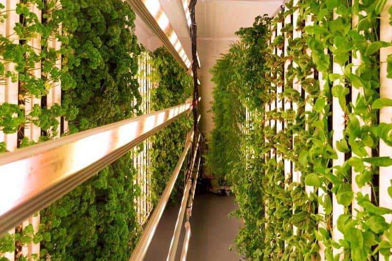 Vertical farming in apartments 2