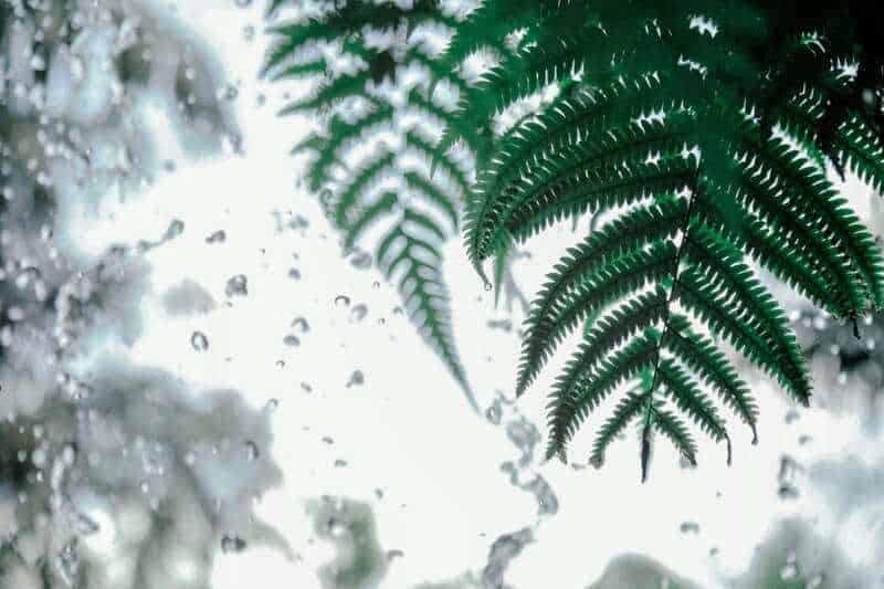 3. Enhancing Humidity Levels
