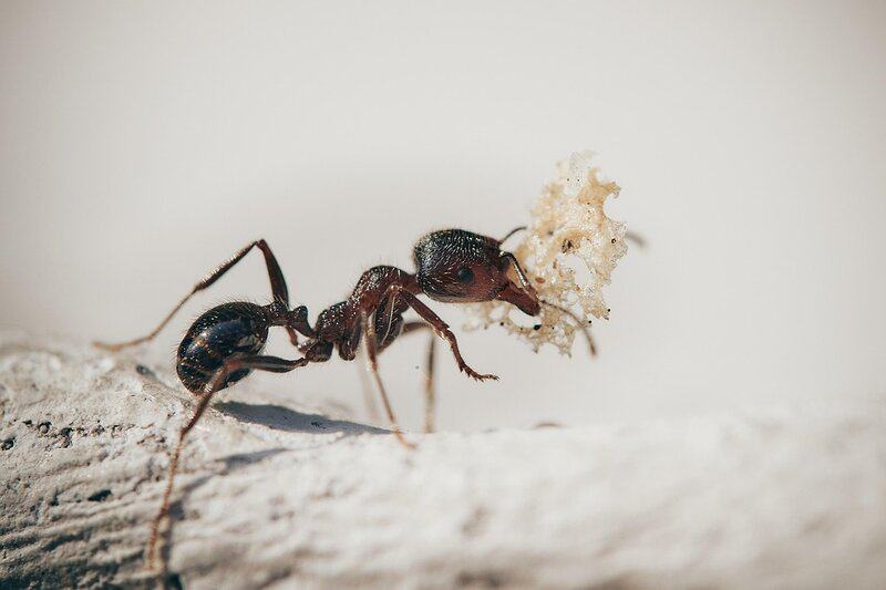 Ants 5061910 960 720