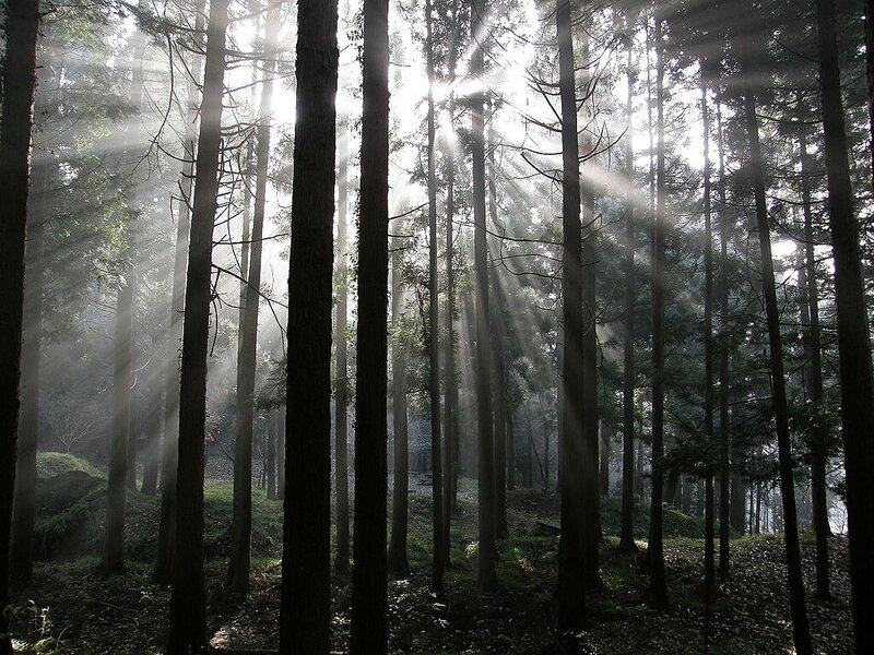 Japanese cypress woods c032473