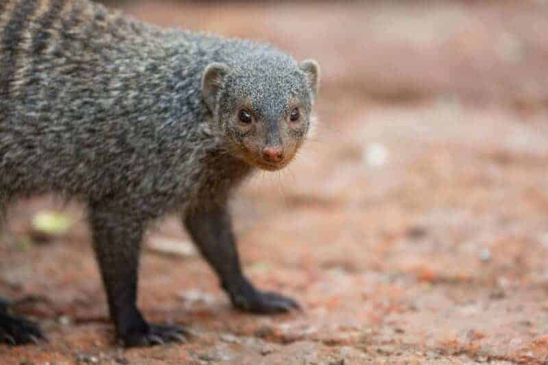 7. ASPCA Pet Health Insurance