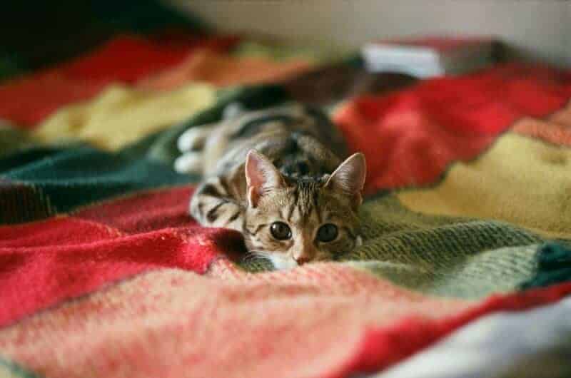 13. Patchwork Quilts