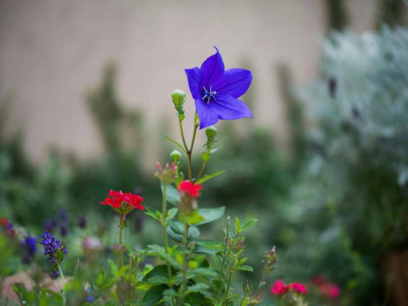17. Balloon Flower (Platycodon grandiflorus)
