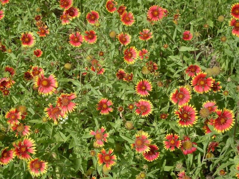 3601002492 d4c3acde73 b